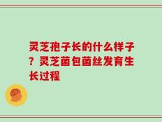 灵芝孢子长的什么样子？灵芝菌包菌丝发育生长过程
