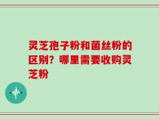 灵芝孢子粉和菌丝粉的区别？哪里需要收购灵芝粉
