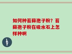 如何种苔藓孢子粉？苔藓孢子粉在吸水石上怎样种啊