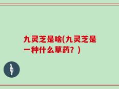 九灵芝是啥(九灵芝是一种什么草药？)