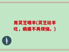 用灵芝喂羊(灵芝给羊吃，病痛不再烦恼。)