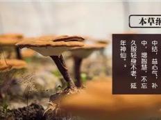 关于灵芝孢子粉适合什么人群你可能还不知道