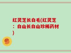 红灵芝长白毛(红灵芝：白山长白山珍稀药材)