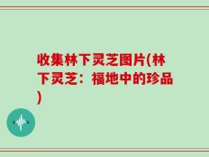 收集林下灵芝图片(林下灵芝：福地中的珍品)
