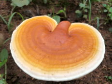灵芝孢子粉去哪里买到正宗的？可别乱买