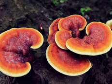 【科学解读】卵巢有囊肿可以吃灵芝孢子粉吗？