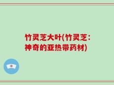 竹灵芝大叶(竹灵芝：神奇的亚热带药材)