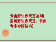 云南野生赤灵芝鉴别(鉴别野生赤灵芝，云南专家介绍技巧)