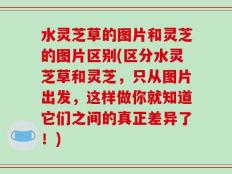 水灵芝草的图片和灵芝的图片区别(区分水灵芝草和灵芝，只从图片出发，这样做你就知道它们之间的真正差异了！)