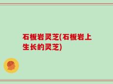 石板岩灵芝(石板岩上生长的灵芝)