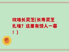 坟堆长灵芝(长寿灵芝扎堆？这里有惊人一幕！)