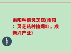 南阳种植灵芝菇(南阳：灵芝菇种植爆红，成新兴产业)