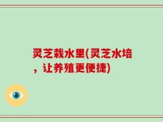 灵芝栽水里(灵芝水培，让养殖更便捷)