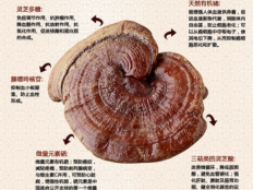 灵芝孢子粉的三大功效，看这篇文章就知道了！
