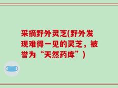 采摘野外灵芝(野外发现难得一见的灵芝，被誉为“天然药库”)