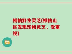 桐柏野生灵芝(桐柏山区发现珍稀灵芝，受重视)