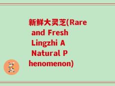 新鲜大灵芝(Rare and Fresh Lingzhi A Natural Phenomenon)