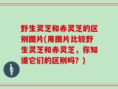 野生灵芝和赤灵芝的区别图片(用图片比较野生灵芝和赤灵芝，你知道它们的区别吗？)