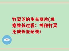 竹灵芝的生长图片(观察生长过程：神秘竹灵芝成长全纪录)