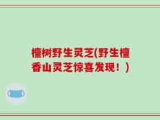 檀树野生灵芝(野生檀香山灵芝惊喜发现！)