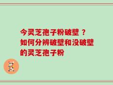 今灵芝孢子粉破壁 ？如何分辨破壁和没破壁的灵芝孢子粉