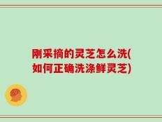刚采摘的灵芝怎么洗(如何正确洗涤鲜灵芝)