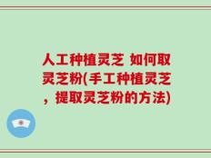 人工种植灵芝 如何取灵芝粉(手工种植灵芝，提取灵芝粉的方法)