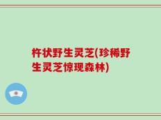 杵状野生灵芝(珍稀野生灵芝惊现森林)