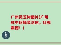 广州灵芝树图片(广州林中巨幅灵芝树，壮观震撼！)