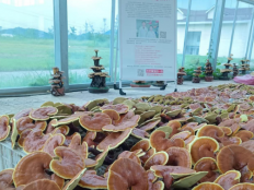 灵芝孢子粉怎么吃法，买过的快来了解一下！
