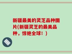 新疆最美的灵芝品种图片(新疆灵芝的最美品种，惊艳全球！)