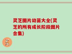 灵芝图片幼苗大全(灵芝的所有成长阶段图片合集)