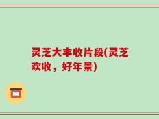 灵芝大丰收片段(灵芝欢收，好年景)