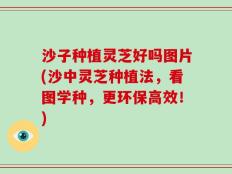 沙子种植灵芝好吗图片(沙中灵芝种植法，看图学种，更环保高效！)