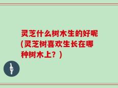 灵芝什么树木生的好呢(灵芝树喜欢生长在哪种树木上？)