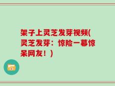 架子上灵芝发芽视频(灵芝发芽：惊险一幕惊呆网友！)