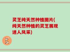 灵芝纯天然种植图片(纯天然种植的灵芝展现迷人风采)