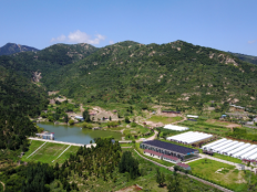  灵芝孢子粉哪里产的最好？千万要买对产地！