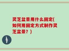 灵芝盆景用什么固定(如何用固定方式制作灵芝盆景？)