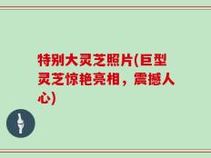 特别大灵芝照片(巨型灵芝惊艳亮相，震撼人心)