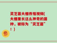 灵芝菌大棚养殖视频(大棚里长这么神奇的菌种，被称为“灵芝菌”！)