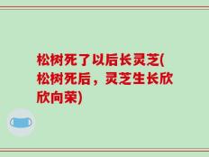 松树死了以后长灵芝(松树死后，灵芝生长欣欣向荣)