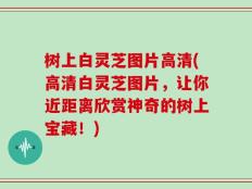 树上白灵芝图片高清(高清白灵芝图片，让你近距离欣赏神奇的树上宝藏！)