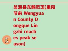 翁源县东鹊灵芝(重阳节前 Wengyuan County Dongque Lingzhi reaches peak season)