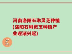 河南洛阳石琳灵芝种植(洛阳石琳灵芝种植产业逐渐兴起)