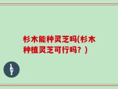 杉木能种灵芝吗(杉木种植灵芝可行吗？)