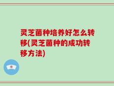 灵芝菌种培养好怎么转移(灵芝菌种的成功转移方法)