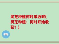 灵芝种植何时采收呢(灵芝种植：何时开始收获？)
