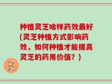 种植灵芝啥样药效最好(灵芝种植方式影响药效，如何种植才能提高灵芝的药用价值？)