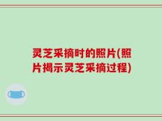 灵芝采摘时的照片(照片揭示灵芝采摘过程)